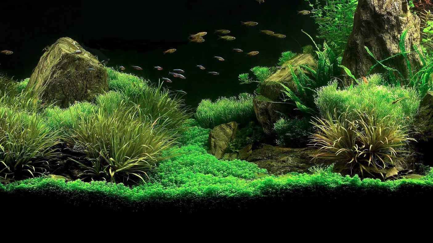 acquario-zen-e1454005841274