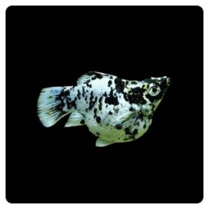 poecilia sphenops balloon molly