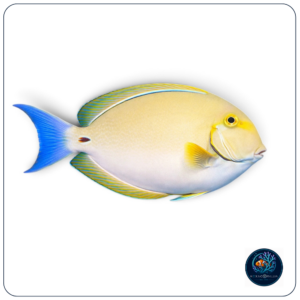 Acanthurus xanthopterus