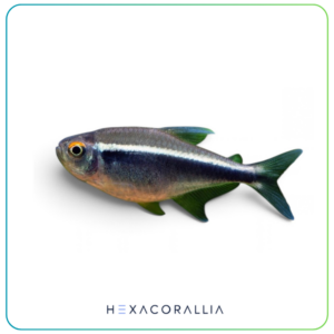 Hyphessobrycon herbertaxelrodi