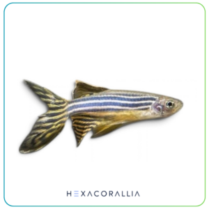 brachydanio rerio long fin