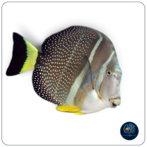 Acanthurus guttatus