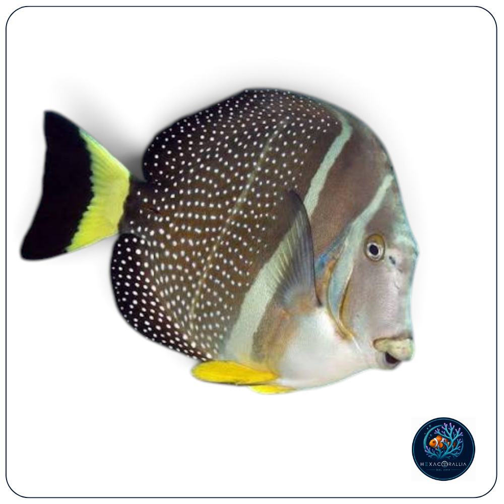 Acanthurus guttatus