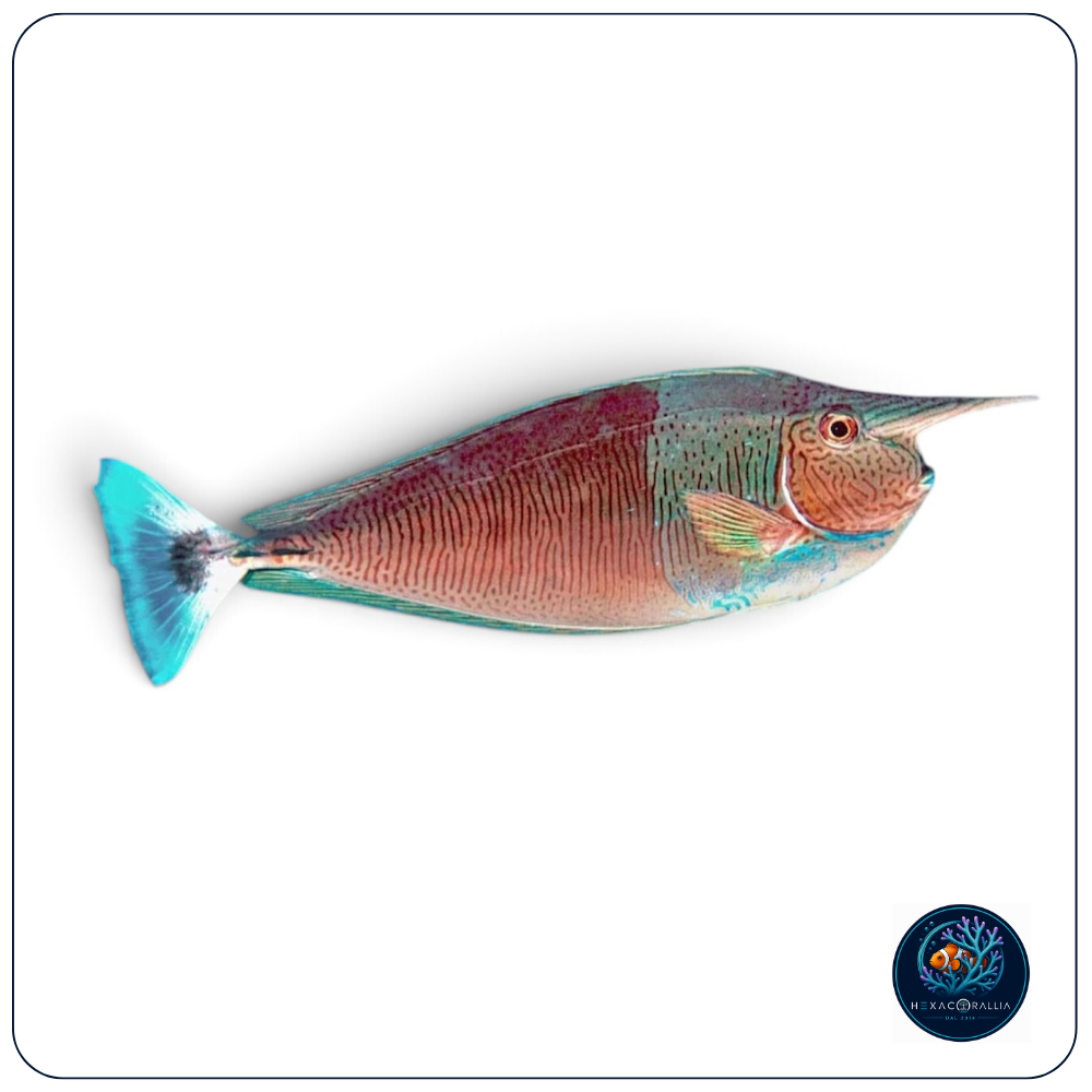 Naso brevirostris