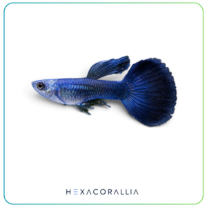 Poecilia Reticulata