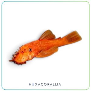 Ancistrus sp. super red