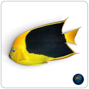 Holacanthus tricolor