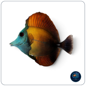 Zebrasoma Scopas Koi