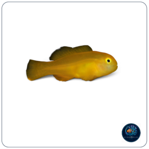 Gobiodon Okinawae