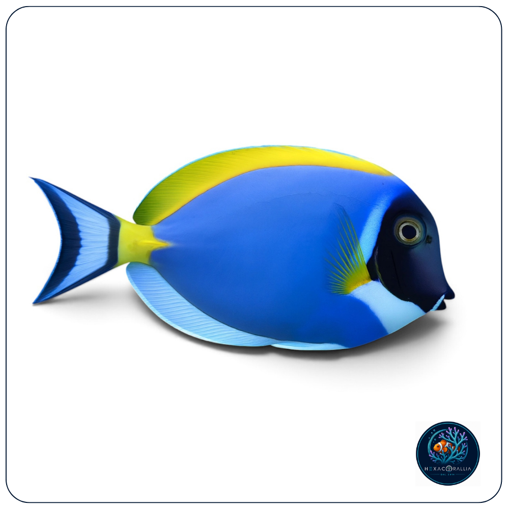 Acanthurus leucosternon