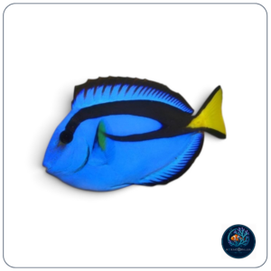 Paracanthurus hepatus