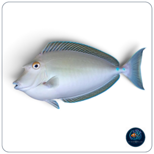 Naso Unicornis