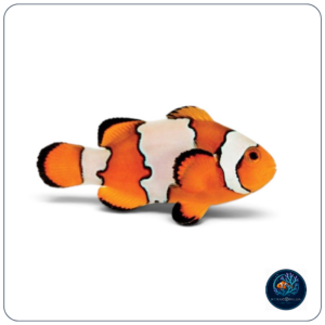 Amphiprion Ocellaris Snowflake T.B.