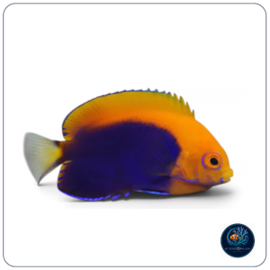 Centropyge acanthops