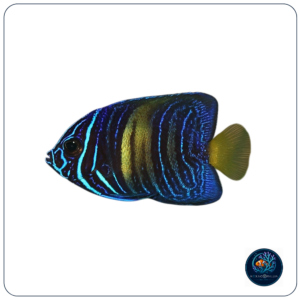 Pomacanthus asfur T.B.