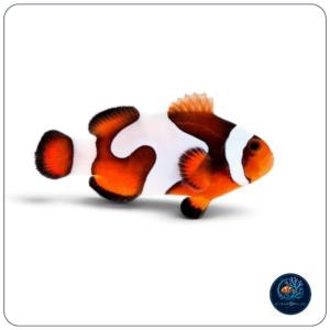 Amphiprion ocellaris Gladiator T.B.