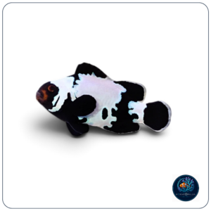 Amphiprion ocellaris Black Ice snowflake T.B.