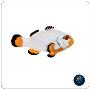 Amphiprion Percula Platinum T.B.