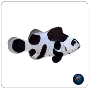 Amphiprion Ocellaris Black Storm T.B.