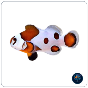 Amphiprion Ocellaris Orange Storm T.B.