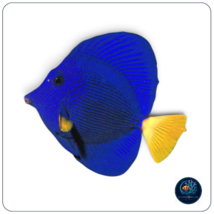 Zebrasoma Xanthurum