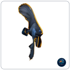 platax pinnatus