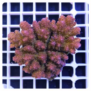 Acropora sp.