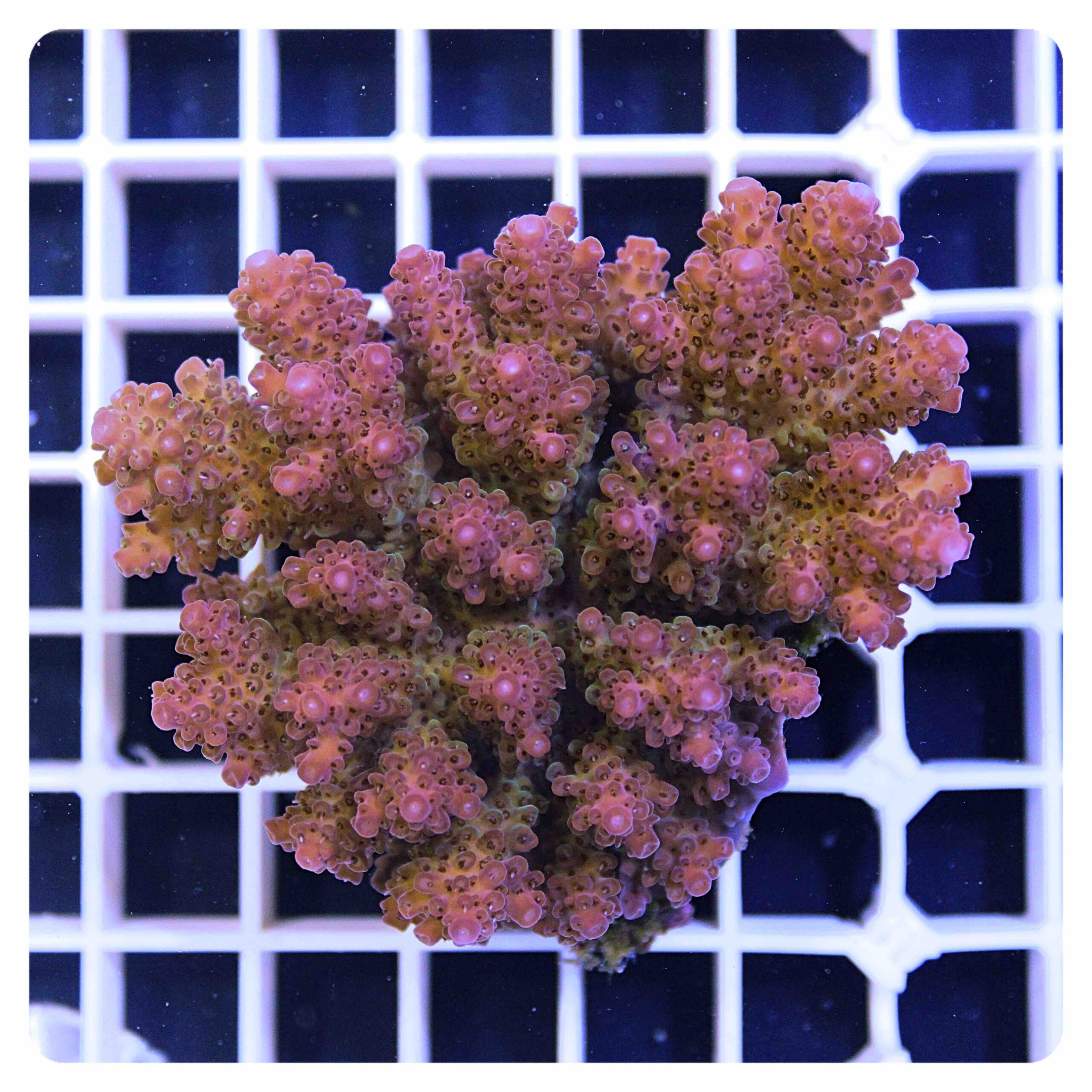 Acropora sp.