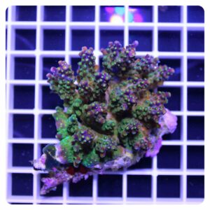 Acropora sp.