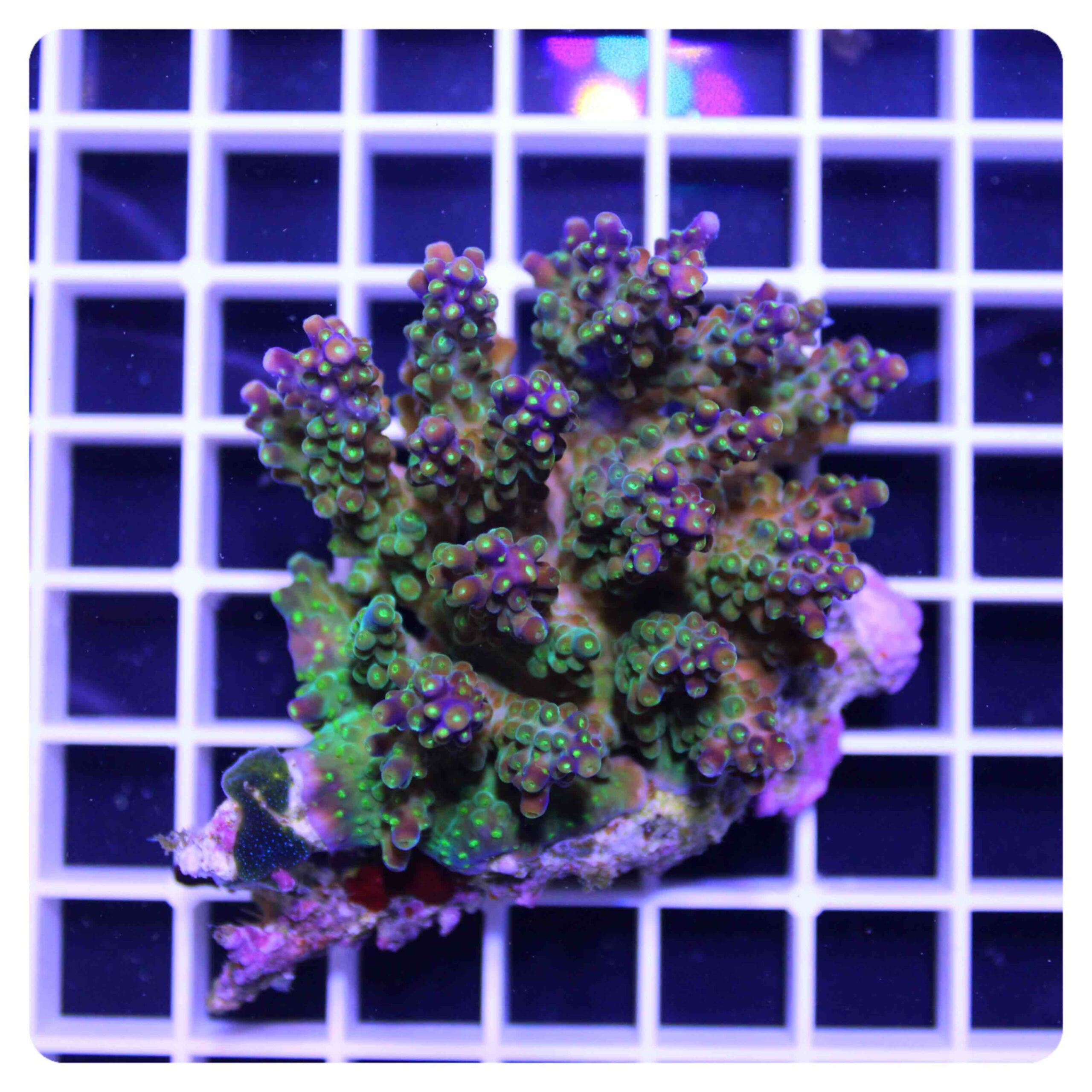 Acropora sp.