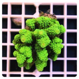 Acropora sp.