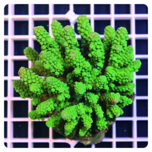 Acropora sp.