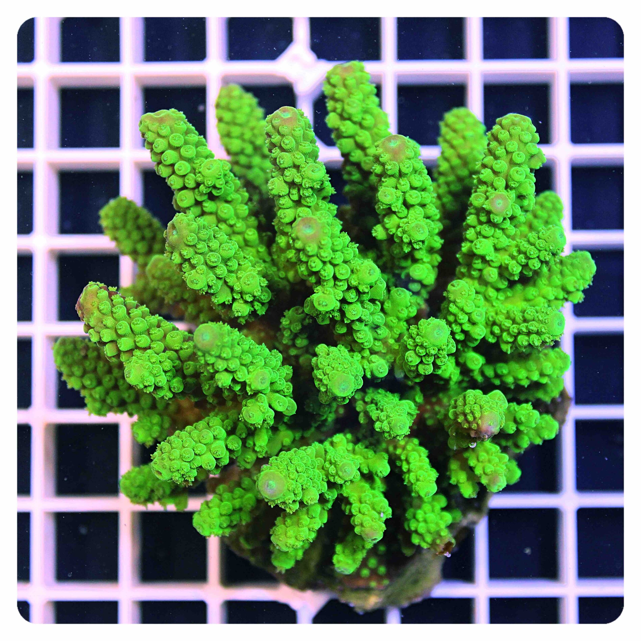 Acropora sp.