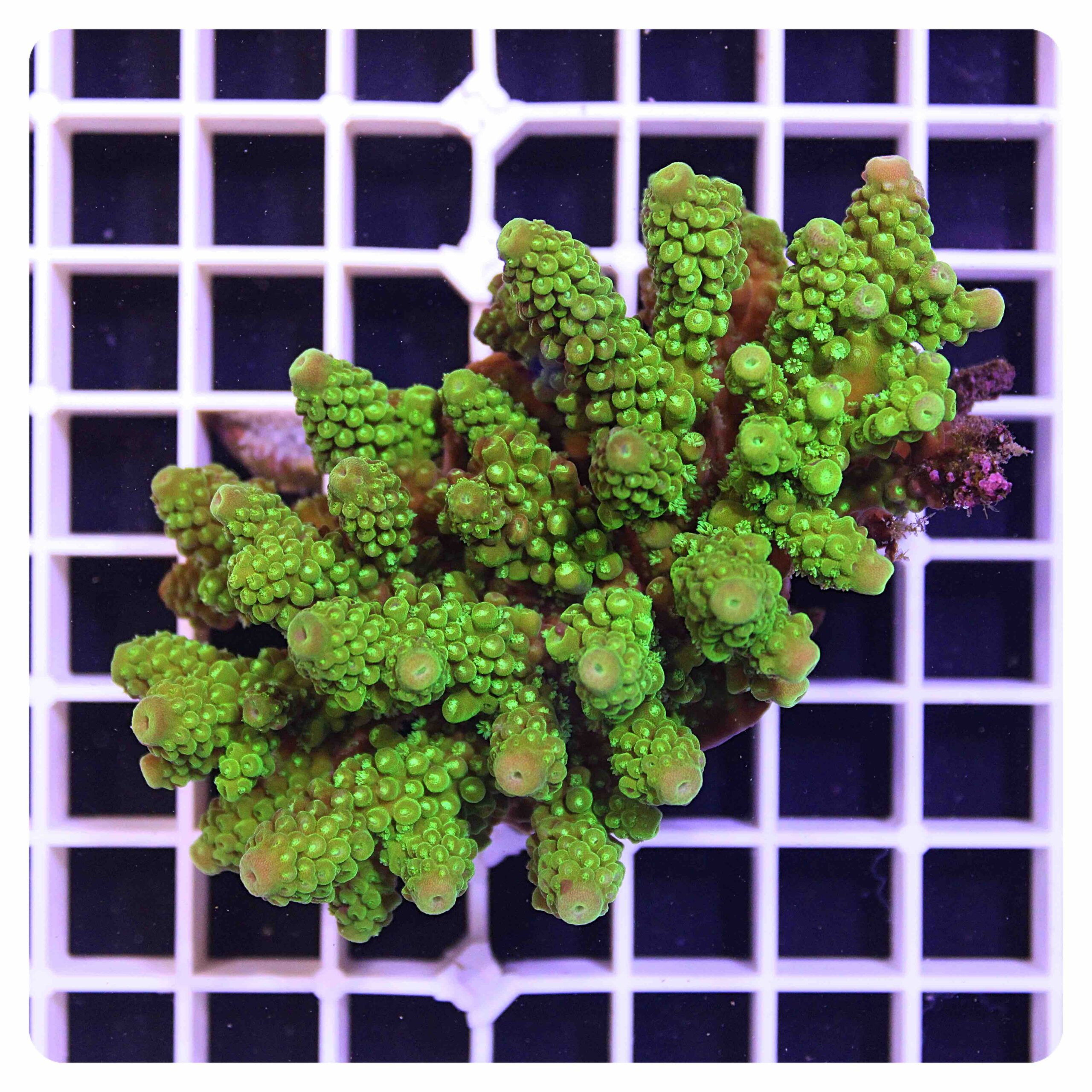 Acropora sp.