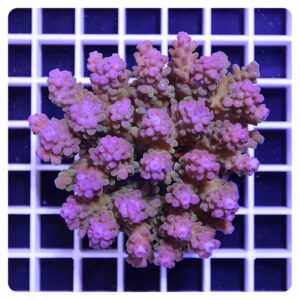 Acropora sp.