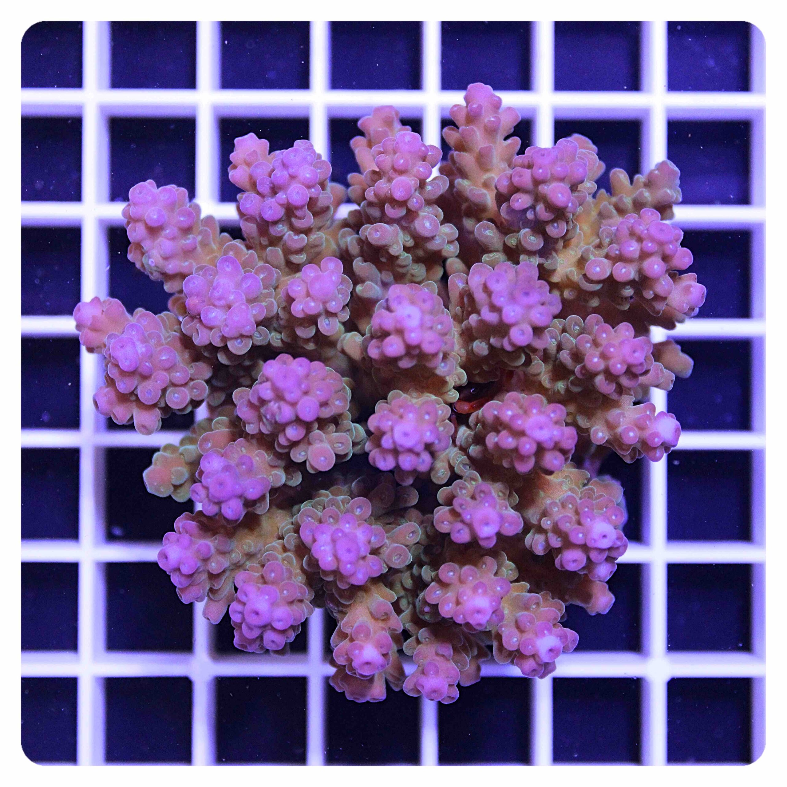 Acropora sp.