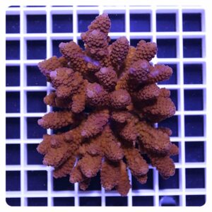 Acropora sp.
