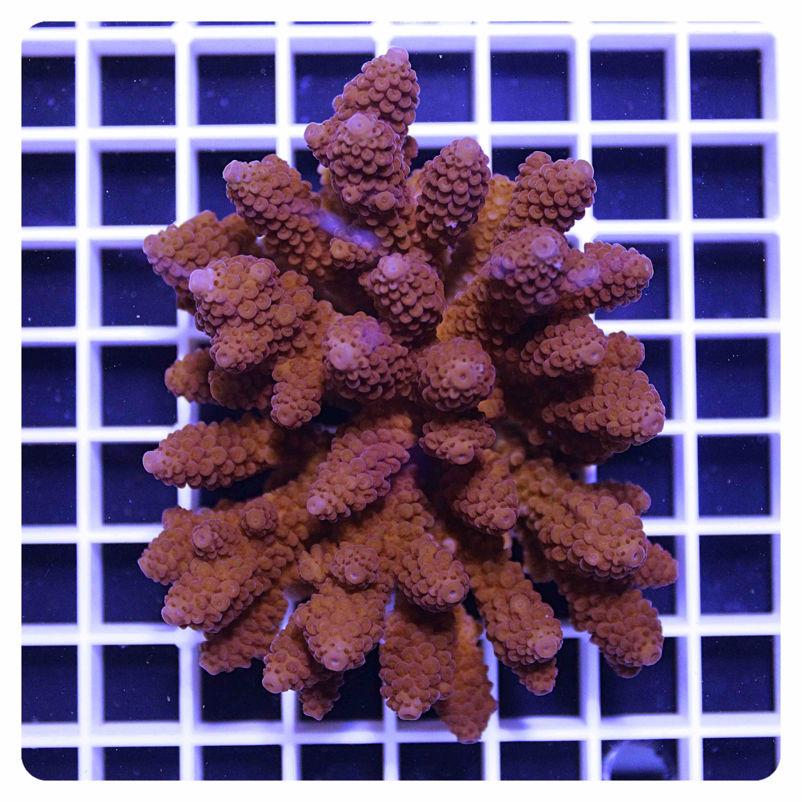 Acropora sp.