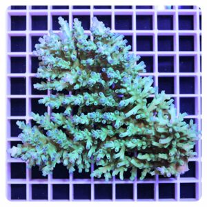 Acropora sp.