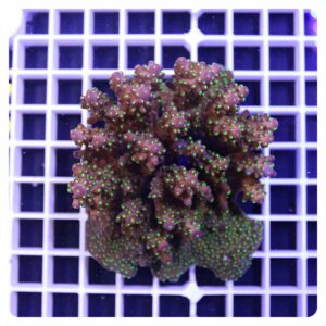 Acropora sp.