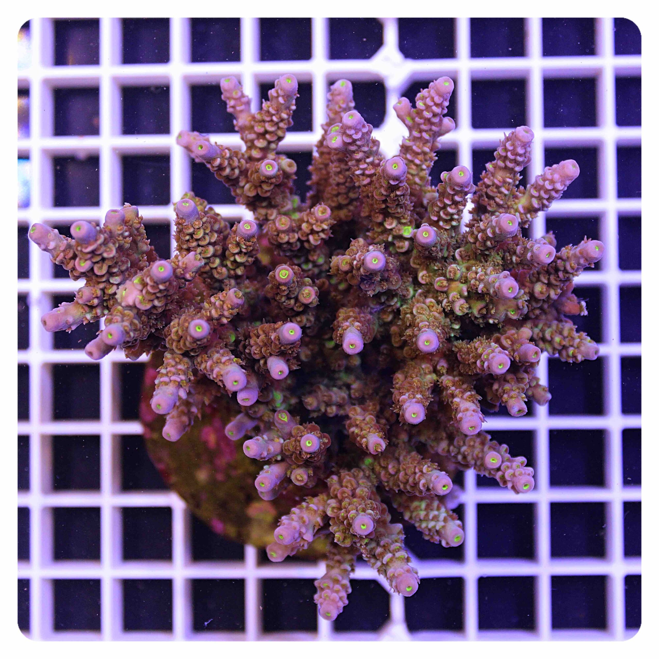 Acropora sp