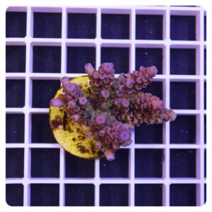 Acropora sp