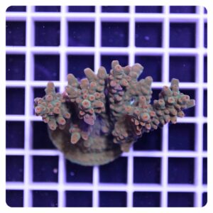 Acropora sp