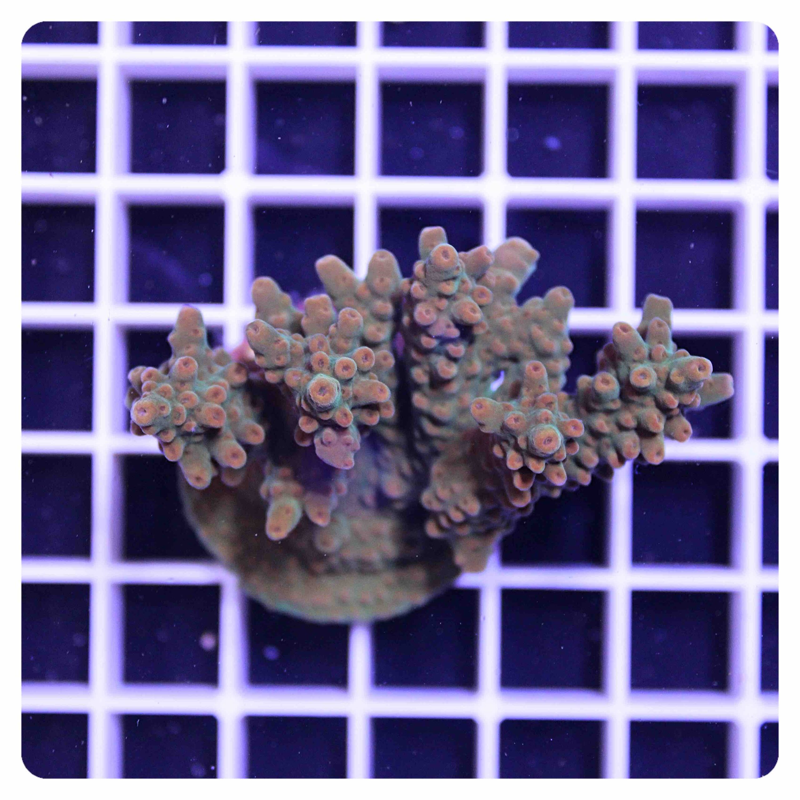 Acropora sp