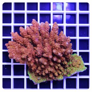 Acropora sp