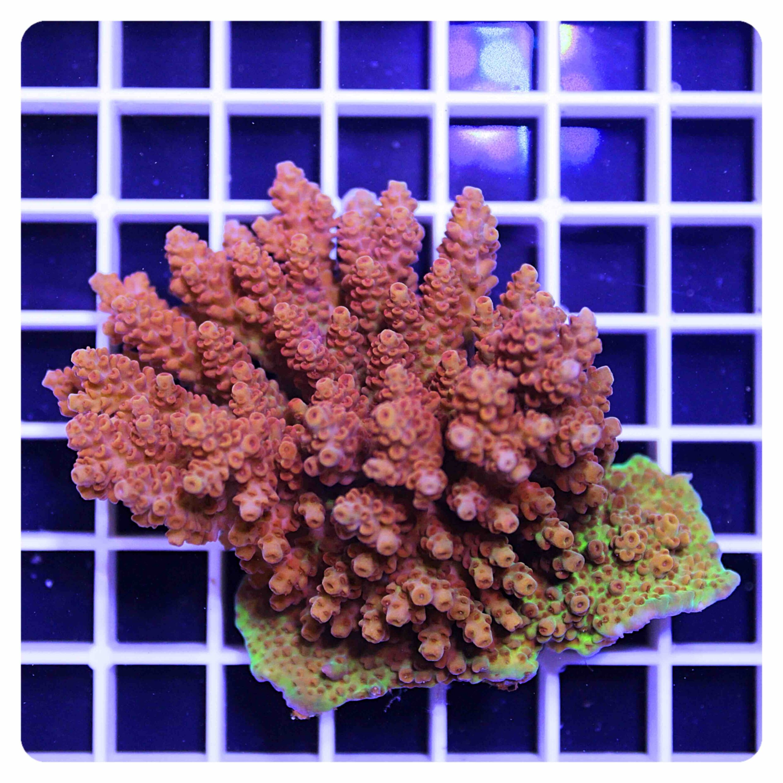 Acropora sp