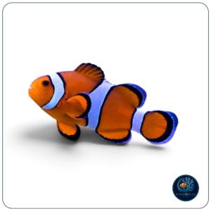 Amphiprion Ocellaris Black Storm T.B.