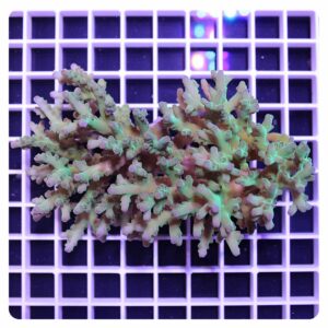 Acropora sp
