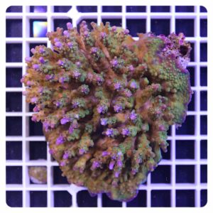 Acropora sp