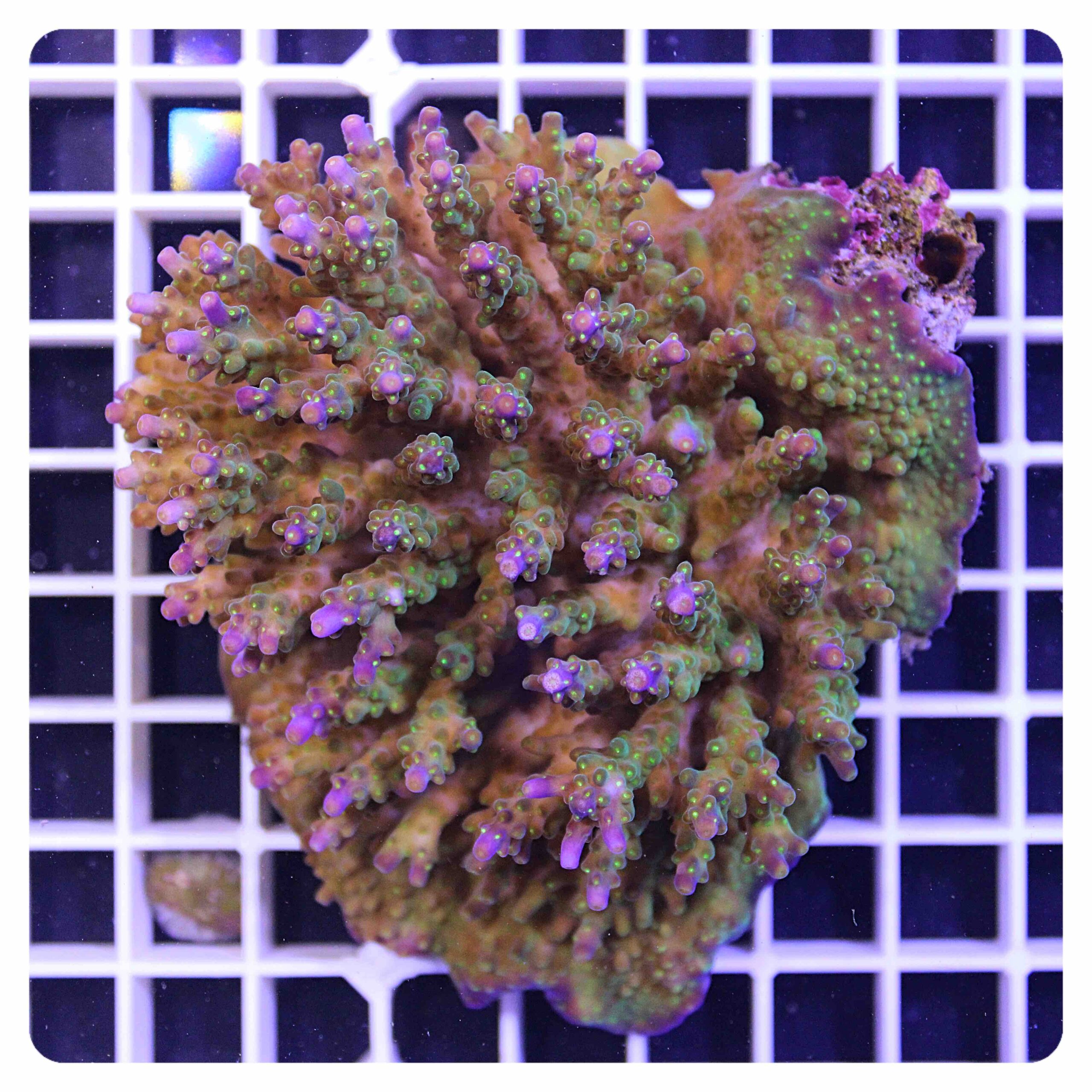 Acropora sp